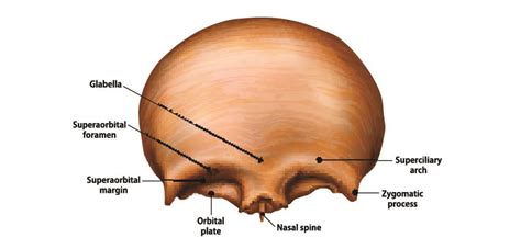 Zygomatico Orbital Foramen