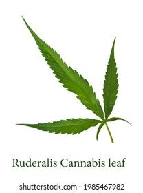 Ruderalis Cannabis Leaf Photo Fulldepth Field Stock Photo 1985467982 ...