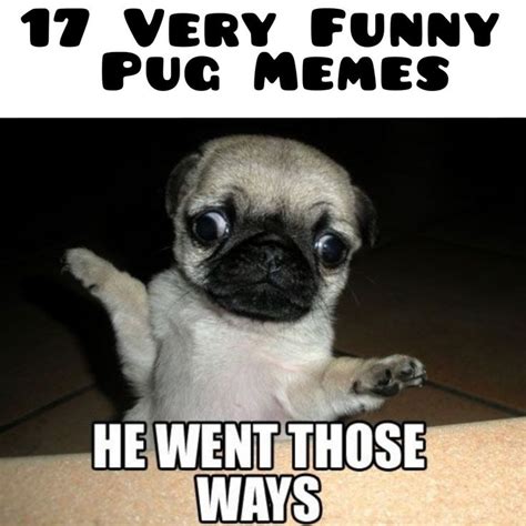 17 Very Funny Pug Memes | Pugs funny, Animal memes clean, Pugs funny meme