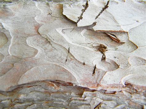 Detail of oak tree bark Stock Photo by ©barcova.natalia 72691939