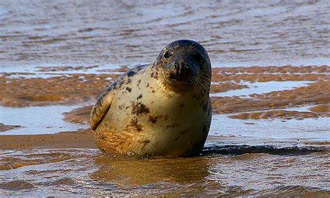 Flickriver: Photoset 'Seals at Blakeney' by Whipper_snapper