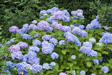 14 Beautiful Hydrangea Varieties