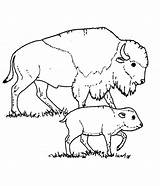 Free Printable Bison Coloring Pages For Kids  Animal coloring sketch template