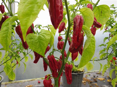 Chilli Naga Viper | Grower Direct | Te Puna | Bay of Plenty NZ