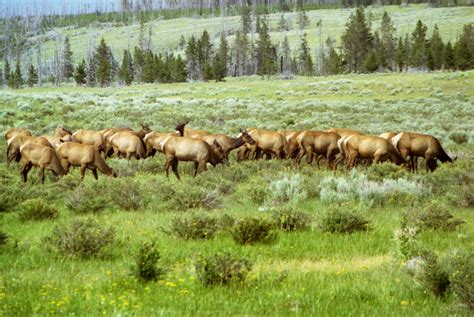 Elk Herd in Yellowstone by BeachGirlNikita on DeviantArt