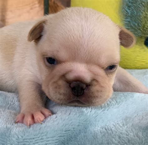 Cream French Bulldog Puppies: Final Pick Cream Male Available - The ...