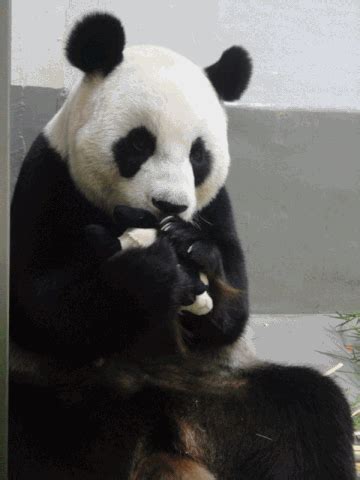 baby panda | Tag | PrimoGIF