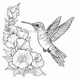 Realistic Hummingbird Coloring Page Bird Sheets Sketch sketch template