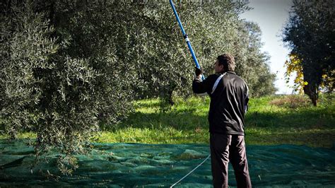 Italy Pledges €30 Million to Small and Medium Producers - Olive Oil Times