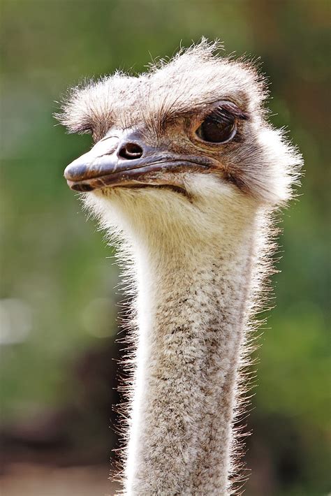 File:Ostrich - melbourne zoo.jpg