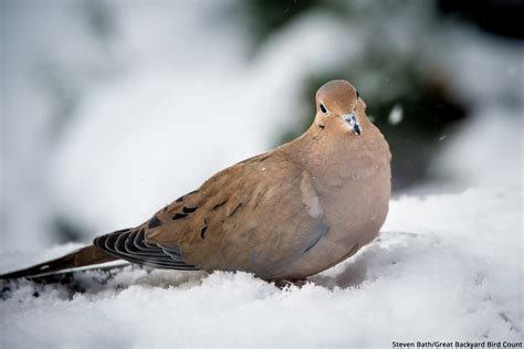 Unique Feeding Habits of Doves — Menunkatuck Audubon Society