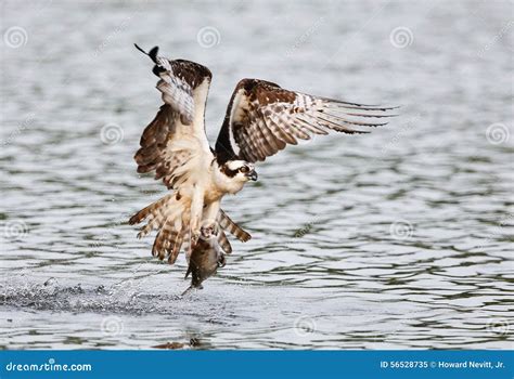 Osprey catching fish stock image. Image of osprey, hunting - 56528735