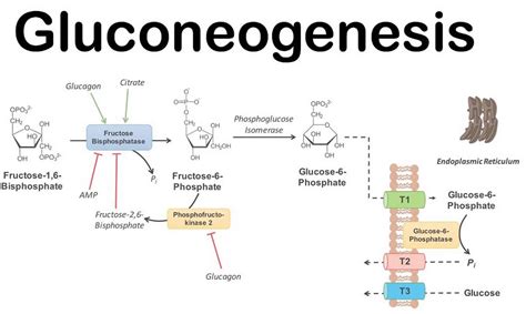 Gluconeogenesis Simple Diagram