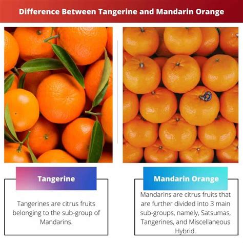 Tangerine vs Mandarin Orange: Difference and Comparison