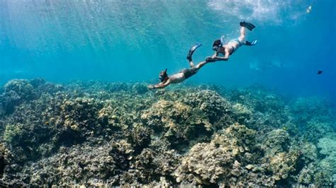 Does Kona Have Good Snorkeling? | Kona Honu Divers