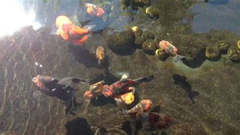 Fancy Goldfish Pond in Sunlight, Clip 3 - YouTube