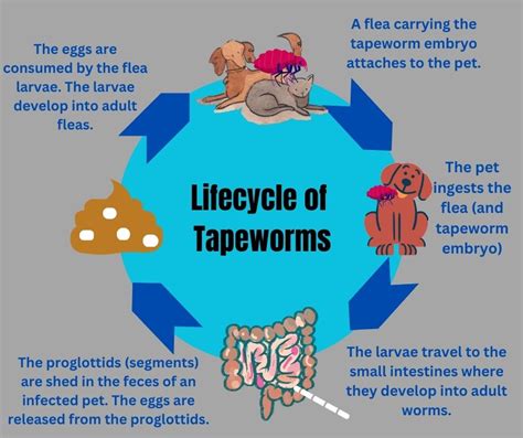 Flea Tapeworm Segment