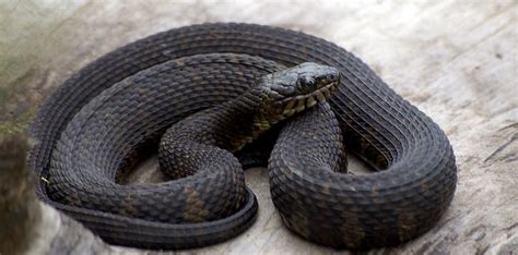 Black water snake | Flickr - Photo Sharing!