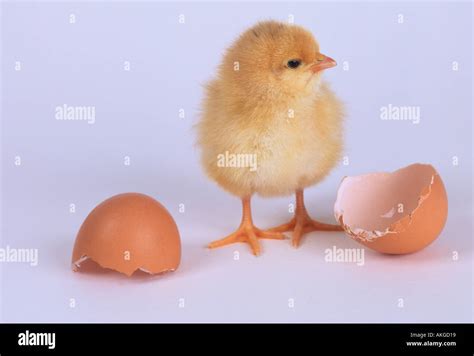 Day Old Chicks Stock Photo - Alamy