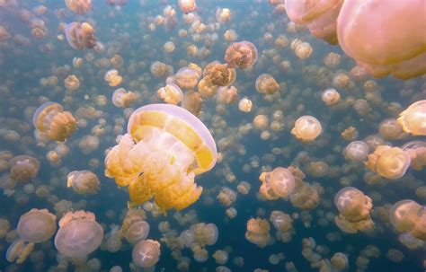 Jellyfish Lake | Earth Blog