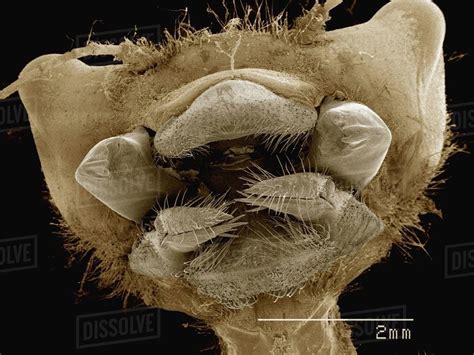 Coloured SEM of mouthparts of dragonfly nymph - Stock Photo - Dissolve