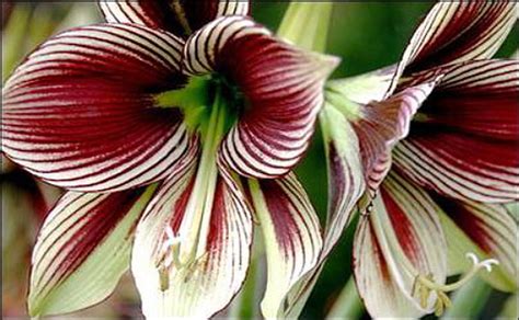 Papillio Butterfly Amaryllis/Large Bulb Growing in a Moss Ball "Kokedama" - Hirt's Gardens