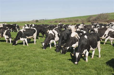 How did Ireland become the world leader in breeding dairy cows for ...