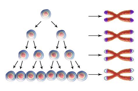 Telomere Shortening Photograph by Kateryna Kon/science Photo Library - Fine Art America