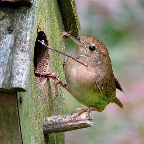 house wren feeding young | The mother wren returned with an … | Flickr