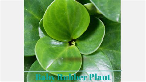 Beginner's Guide: How to Care for your Baby Rubber Plant (Peperomia obtusifolia) - Planting 101