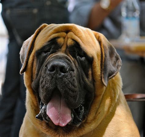 DogArchives: English Mastiff