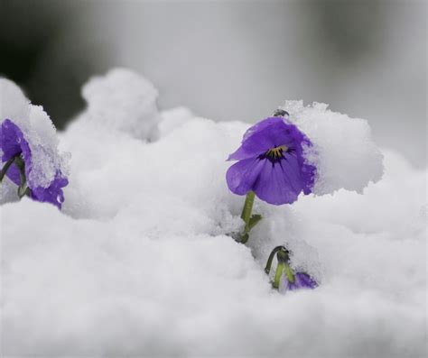 12 Frost Tolerant Plants to Grow when it’s Cold