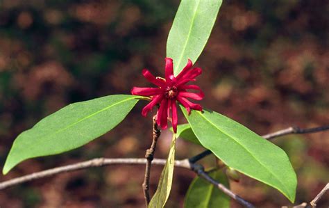 Illicium floridanum | Plants, Flower garden, Planting flowers