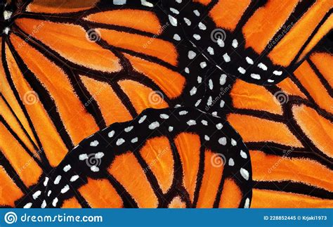 Monarch Butterfly Wings. Abstract Pattern of Tropical Monarch Butterfly ...