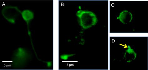 Figure S2 Different stages of photoreceptor development and their... | Download Scientific Diagram