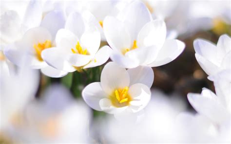 White Flowers Wallpapers - Wallpaper Cave