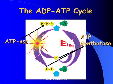 ADP, ATP and Cellular Respiration - Presentation Biology