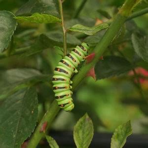 CATERPILLAR PIN / Papilio Machaon Caterpillar, Swallowtail Caterpillar Pin, Realistic ...