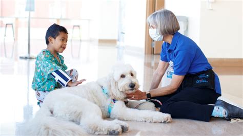 A Dog Helping People