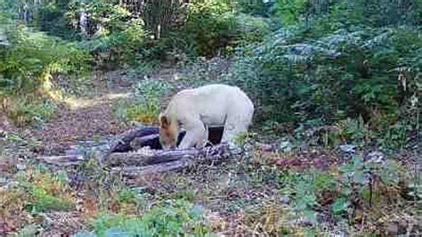 One-in-a-million white 'spirit' bear is spotted for the first time in US state | The US Sun