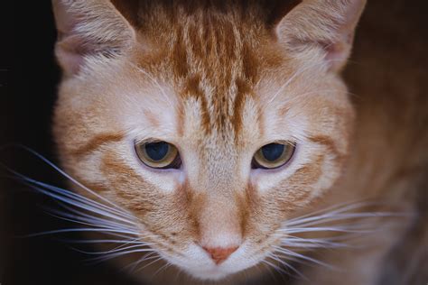 Orange Tabby Cat · Free Stock Photo