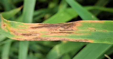 Bacterial Blight Developing in Oats