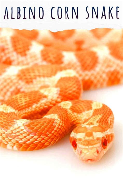 Albino Corn Snake - The Amelanistic Corn Snake Gene Explained