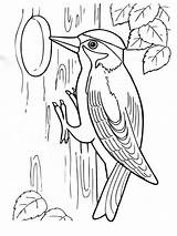 Woodpecker Coloring Pages sketch template