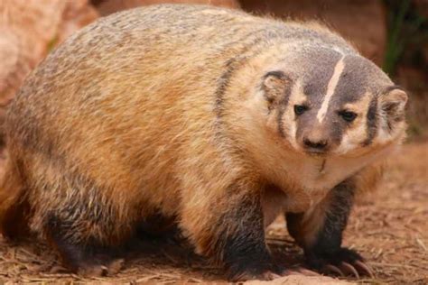 About American Badger - Behavior, Diet, Characteristics, & Facts