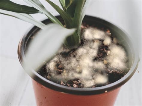 What Causes Mold On Houseplant Soil | Psoriasisguru.com