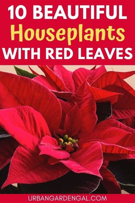 10 Houseplants With Red Leaves – Urban Garden Gal