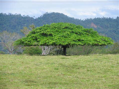 Costa Rica- Arbol de Guanacaste; National Tree: On August 31, 1959, the ...