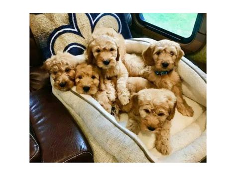 View F1 Goldendoodle Puppies Near Me Stock – See more ideas about pets, cute animals, animals.