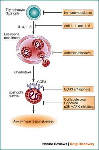 Eosinophil Function